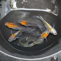 藤煌5匹セット🐟めだか🐟の画像