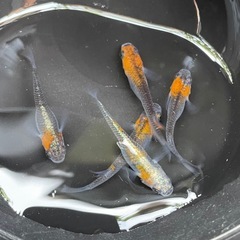 藤煌5匹セット🐟めだか🐟の画像