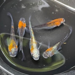 藤煌5匹セット🐟めだか🐟の画像