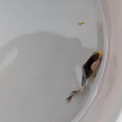 【決まりました】金魚　パンダオランダ　自家産の画像