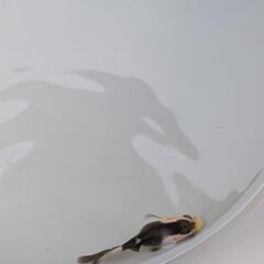 【決まりました】金魚　パンダオランダ　自家産の画像
