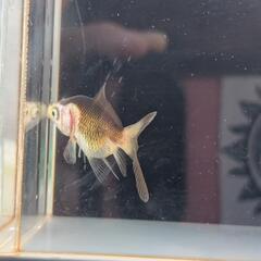 【決まりました】金魚　パンダオランダ　自家産の画像