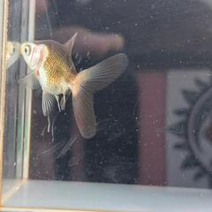 【決まりました】金魚　パンダオランダ　自家産の画像
