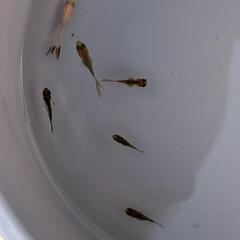 金魚　パンダオランダ　画像全ての画像