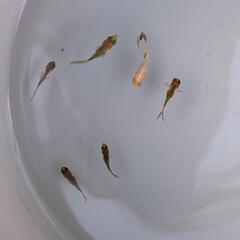 金魚　パンダオランダ　画像全ての画像