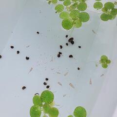 -⑦ 紅ほっぺメダカ 幼魚10匹 雄雌未選別の画像
