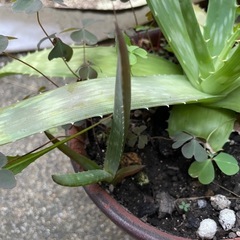 鉢ごとお渡し　放ったらかし頑丈　子株も出てきました　アロエ？かな？の画像