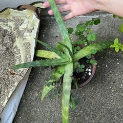 鉢ごとお渡し　放ったらかし頑丈　子株も出てきました　アロエ？かな？の画像