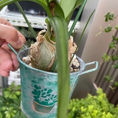 アルブカブラクテアータ　リメイク鉢ごとお渡し　多肉　観葉植物　　の画像