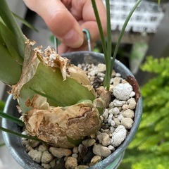 アルブカブラクテアータ　リメイク鉢ごとお渡し　多肉　観葉植物　　の画像