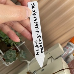 アルブカブラクテアータ　リメイク鉢ごとお渡し　多肉　観葉植物　　の画像