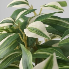 IKEA  イケア　フェイクグリーン  観葉植物　トラデスカンチア・ゼブリナの画像