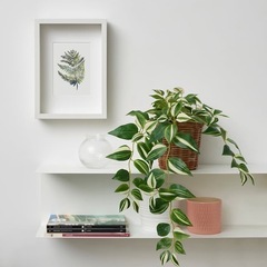 IKEA  イケア　フェイクグリーン  観葉植物　トラデスカンチア・ゼブリナの画像