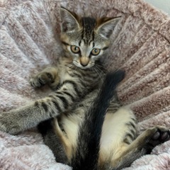 再募集　箱入り仮名ララちゃんと、おすましキキちゃんトライアル中です。 − 福島県