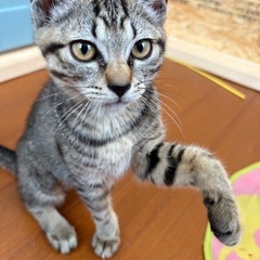 再募集　箱入り仮名ララちゃんと、おすましキキちゃんトライアル中です。 - 猫