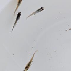 めだか　オロチ×天女の舞（ヒカリ体型）幼魚１０匹の画像