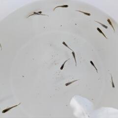 めだか　オロチ×天女の舞（ヒカリ体型）幼魚１０匹の画像