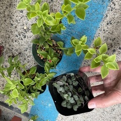 ベビーサンローズとハートカズラ　ビニールポットごとお渡しの画像