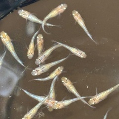 メダカ　ユリシスの画像