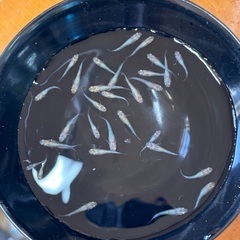 メダカ　ユリシスの画像
