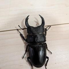 オオクワガタペア⑧　75mmの画像
