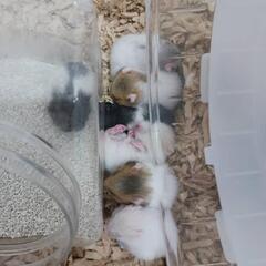 ゴールデンハムスター生後1ヶ月。※一旦受付は終了します。
