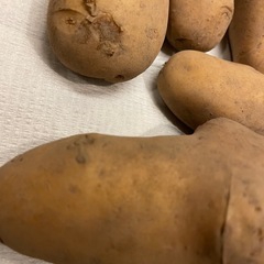 無農薬野菜セットの画像