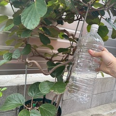 キウイ　苗　ヘイワード　大苗の画像