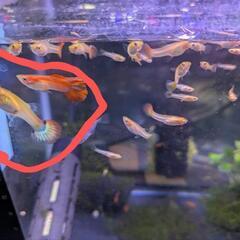 グッピー幼魚20匹の画像