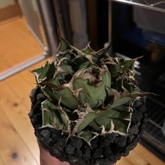 アガベ　シーザーの画像