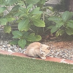 子猫の命を救いたいです🐈