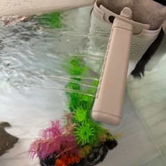 アベニーパファー 水槽セットの画像