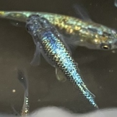 綺麗なメダカの卵ですー20粒で300円均一でーすの画像