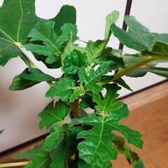 イチジク（サルタン）の挿し木苗　70センチ 　7号陶器鉢入りの画像