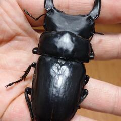 オオクワガタ能勢SR血統♂単体④の画像