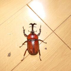 カブトムシの画像