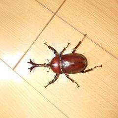 カブトムシの画像