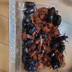 カブトムシの画像
