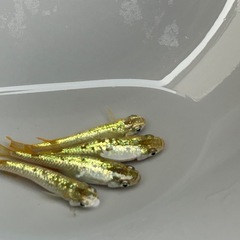 メダカ（金塊）の画像