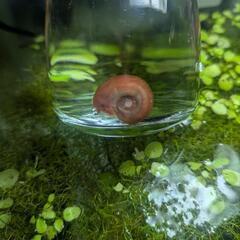 レッドラムズホーン【メダカの針子容器にｵｽｽﾒ】の画像