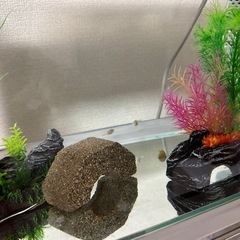 アベニーパファー 水槽セットの画像
