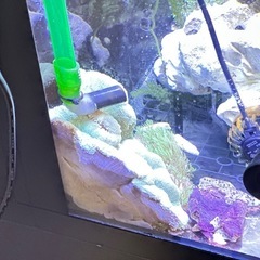 イボハタゴイソギンチャクエメラルドグリの画像