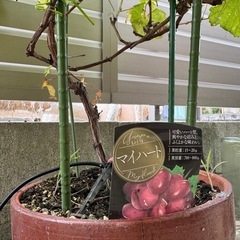 ぶどう　大苗　マイハート　苗木の画像
