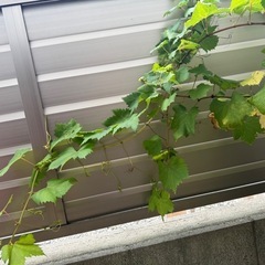 ぶどう　大苗　マイハート　苗木の画像