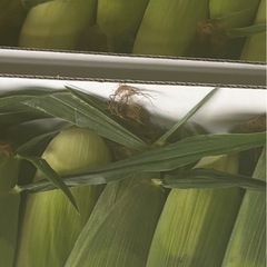 ８／２４野菜販売の画像