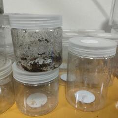 クワガタ ボトル 幼虫 飼育ボトルの画像