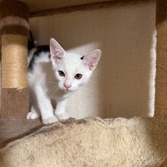 子猫の飼い主募集