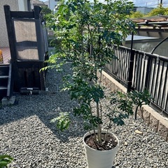 シマネトリコ　170センチ　引き続き限定
の画像