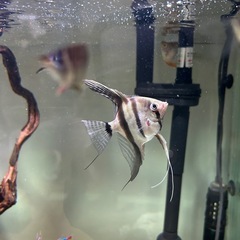 熱帯魚 の画像