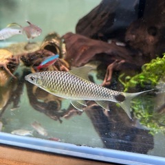 熱帯魚 の画像